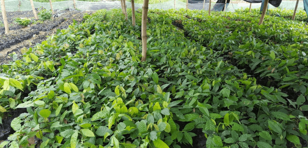 Nursery of 60,000 Cocoa Seedlings to Farmers under PERD