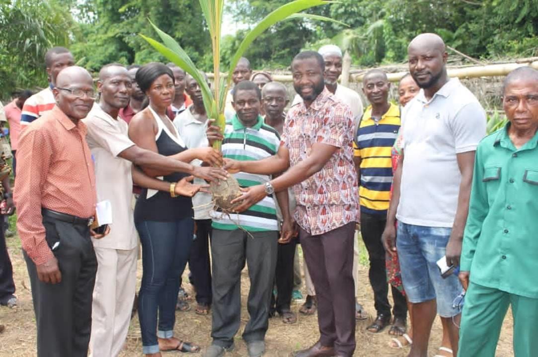 Supply of 76,000 Coconut Seedlings to Farmers of Akrofuom District Under PERD