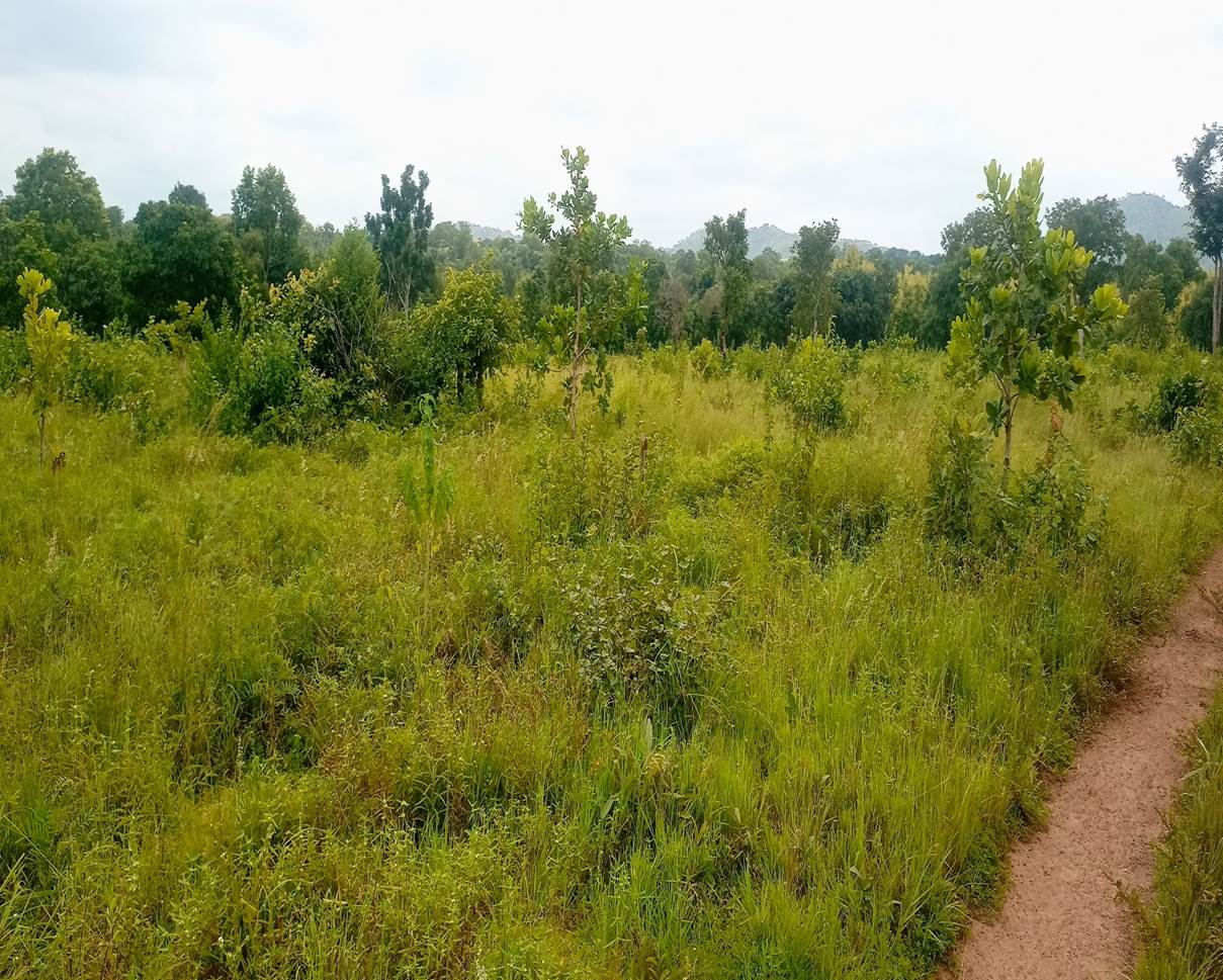 Rehabilitation of 20Ha Degraded Communal Land Using Cashew Trees at Dumoli