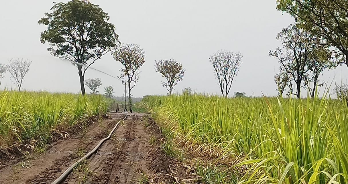 Sugarcane Plantation Farm for Factory under 1D1F at Fawoman