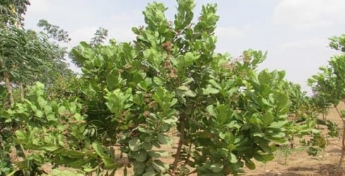 Ghana Productive Safety Net Project at Yikurugu