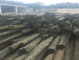 Procurement and Distribution of 500No. Treated Electricity Wooden Poles District-wide