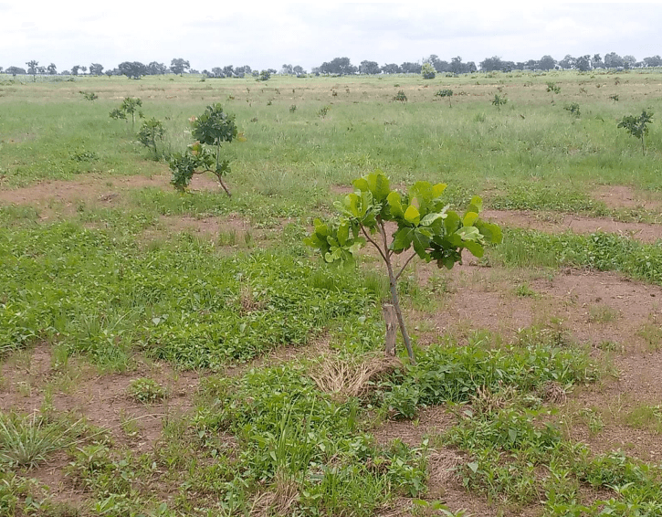 Ghana Productive Safety Net Project at Jakpa