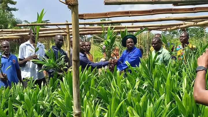 Distribution of 85,000 coconut seedlings to farmers