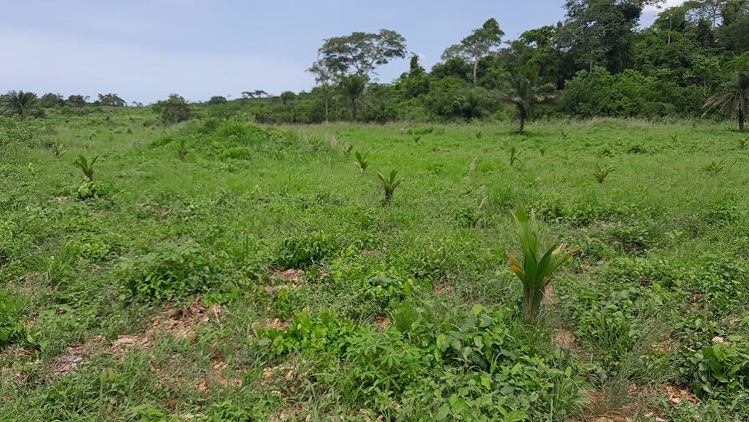 Rehabilitation of 20 hectare degraded land using coconut trees at Asaman