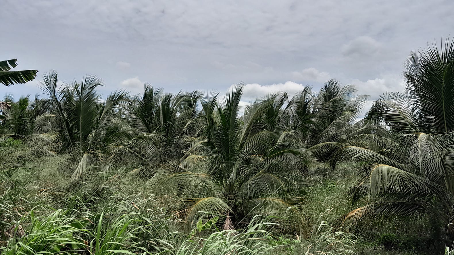 Rehabilitation of 25 hectare degraded land using coconut trees at Essuehyia