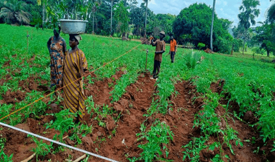 Ghana Productive SafetyNet Project II at Boana