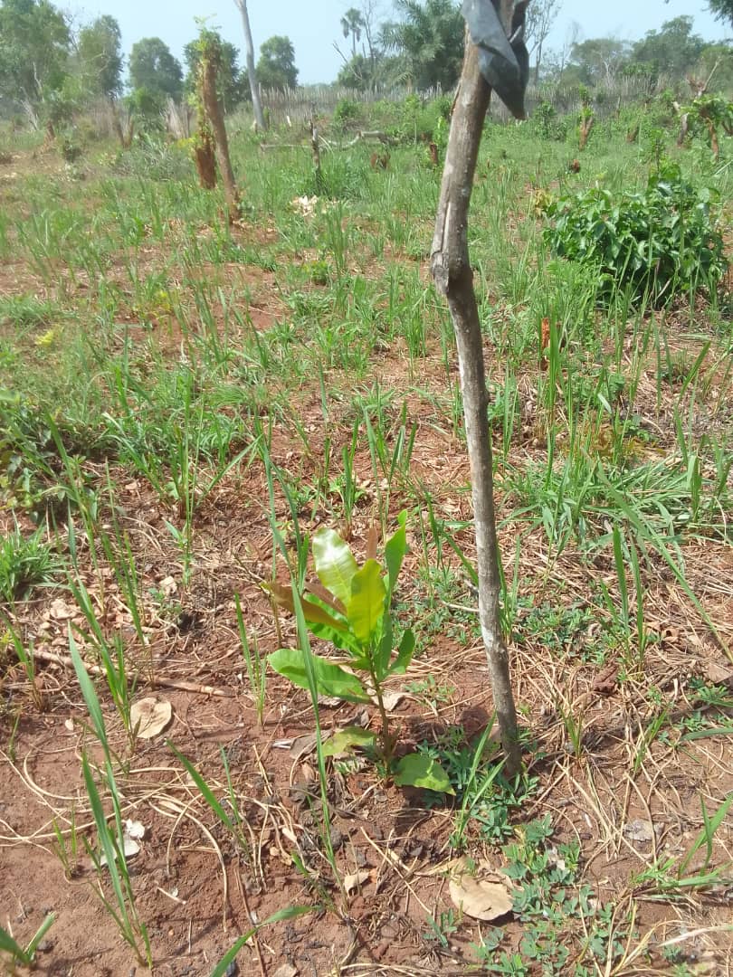 Ghana Productive SafetyNet Project II at Dromankese