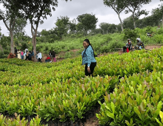 180,000 Cashew Seedlings Nursed at Tanko