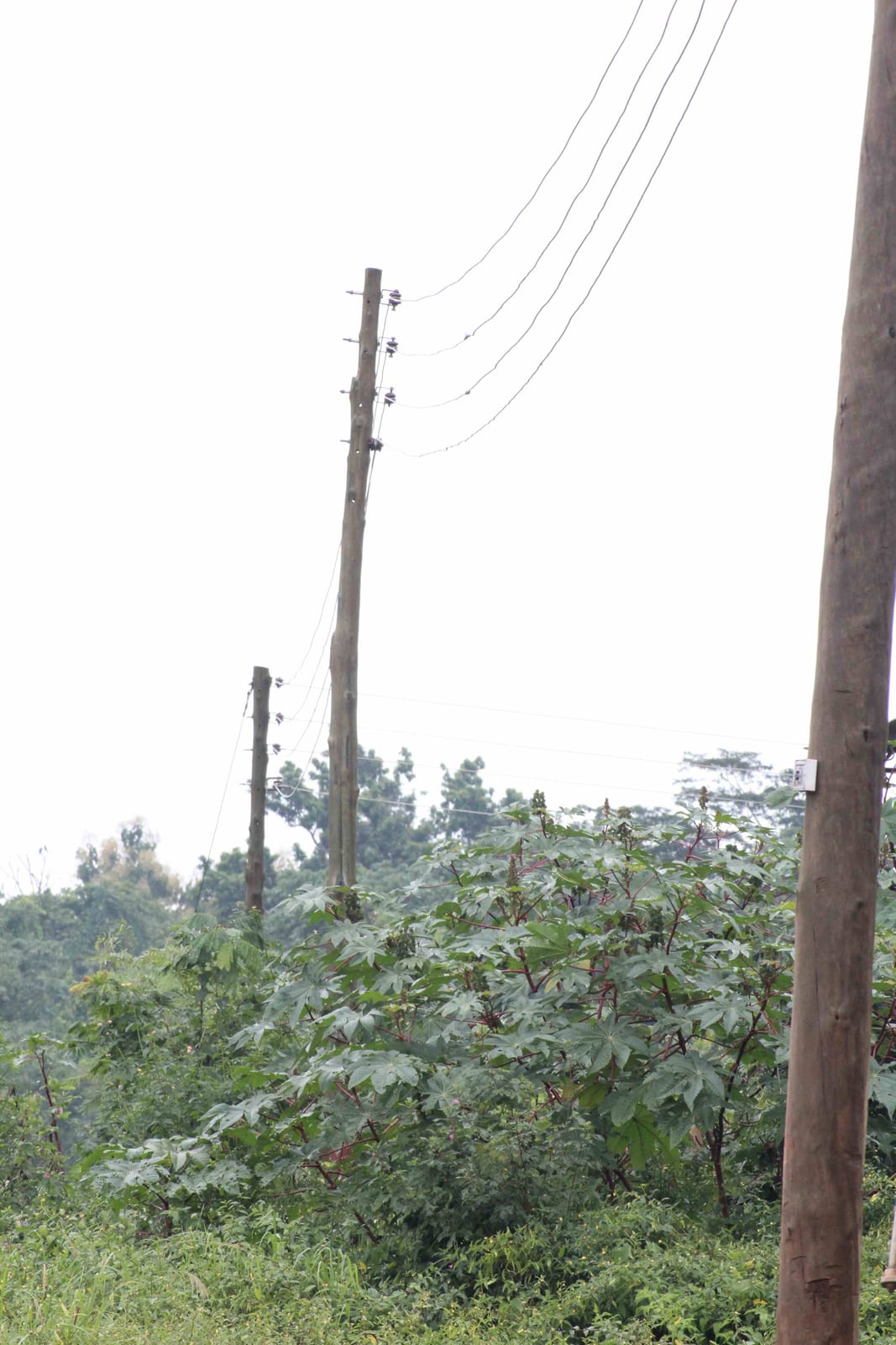 Supply And Installation Of 150 No. Low Tension Poles with the Municipal