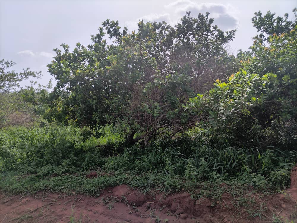 Ghana Productive Safety Net Project
