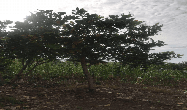 Ghana Productive Safety Net Project at Birem