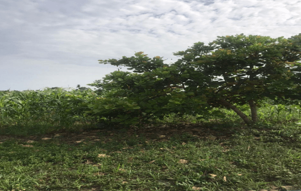 Ghana Productive Safety Net Project