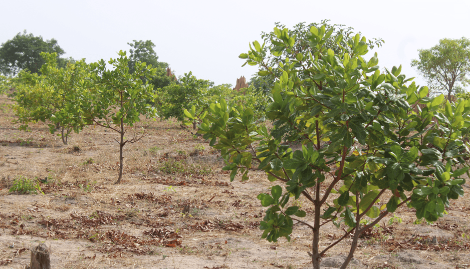 Ghana Productive Safety Net Project